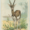 The Antelope.