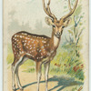 The Axis Deer.