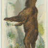 The Bear.