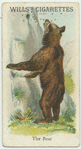 The Bear.