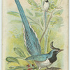 The Blue Magpie.
