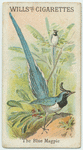 The Blue Magpie.