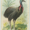 The Cassowary.
