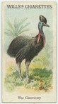 The Cassowary.