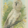 The Cockatoo.