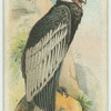 The Condor.