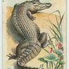 The Crocodile.