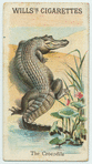 The Crocodile.