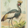 The Crowned Crane.