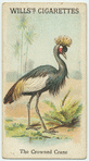The Crowned Crane.