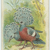 The Crowned Pigeons.