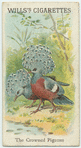 The Crowned Pigeons.