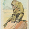 The Cynocephalus.