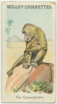 The Cynocephalus.