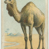 The Dromedary.