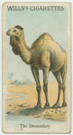 The Dromedary.