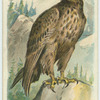 The Eagle.