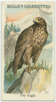 The Eagle.