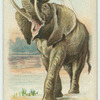 The Elephant.