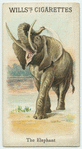 The Elephant.