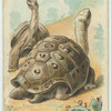The Elephant Turtle.