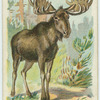 The Elk.