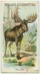 The Elk.