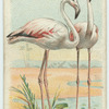 The Flamingo.