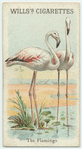 The Flamingo.