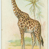 The Giraffe.