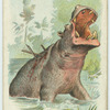 The Hippopotamus.