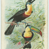 The Hornbill.