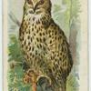 The Horned Owl.