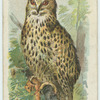 The Horned Owl.