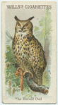 The Horned Owl.