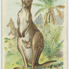 The Kangaroo.