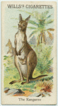 The Kangaroo.