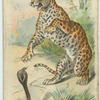 The Leopard.