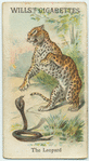 The Leopard.