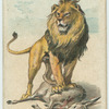The Lion.