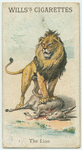 The Lion.
