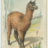 The Llama.