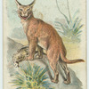 The Lynx.