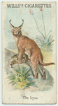 The Lynx.