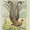 The Lyre Bird.