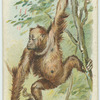 The Orang Outang.