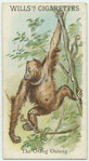 The Orang Outang.