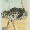The Ostrich.