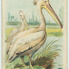 The Pelican.