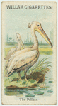 The Pelican.